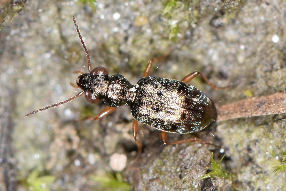 Avigliana, Lungo Dora: Carabidae lungo il fiume.